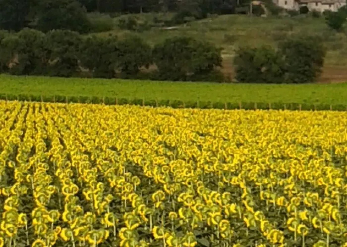 Maison d'hôtes I Monelli Assise